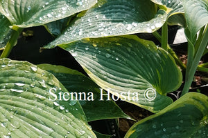 Hosta 'Megan's Angel'