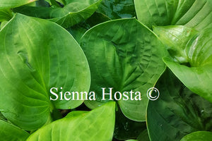 Hosta 'Nippers'