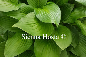 Hosta Sweet Susan