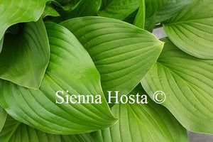 Hosta 'Sweet Susan'