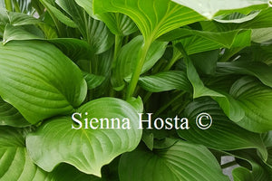 Hosta 'Sweet Susan'