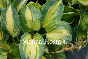 Hosta 'Beach Boy'