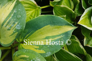 Hosta 'Beach Boy'