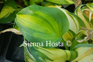 Hosta 'Cherokee'