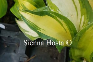 Hosta 'Cherokee'