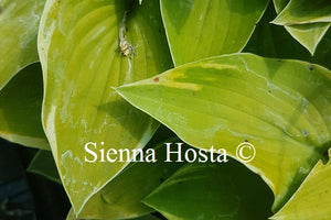 Hosta 'Cream Edger'