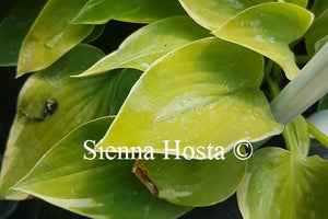 Hosta 'Cream Edger'