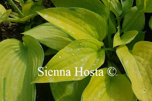 Hosta 'Double D Cup'