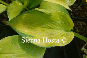 Hosta 'Double D Cup'