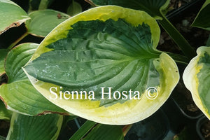 Hosta 'Foxfire Night Skye'