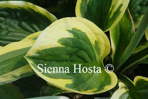 Hosta 'Foxfire Night Skye'