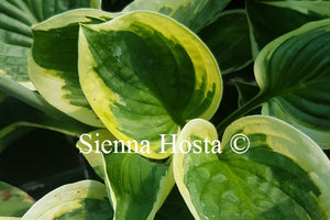 Hosta 'Foxfire Night Skye'