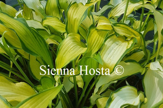 Hosta Hawaiian Luau