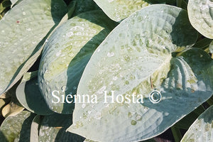 Hosta 'Roll and Rolls'