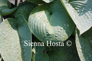 Hosta 'Rock and Roll'