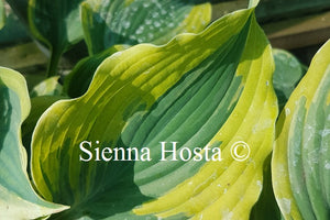 Hosta 'The King'