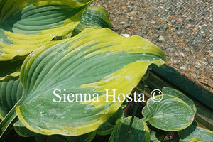 Hosta 'The King'