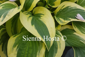 Hosta 'Wide Brim'