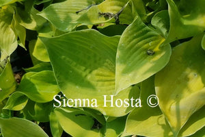 Hosta Moon Lily