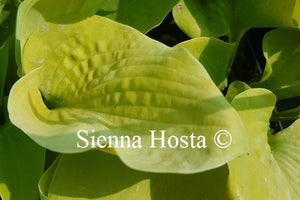 Hosta Moon Lily