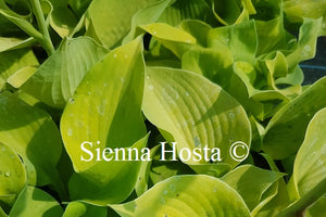 Hosta Moon Lily