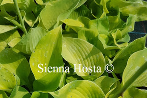 Hosta Moon Lily