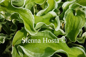 Hosta 'Let's Twist Again'