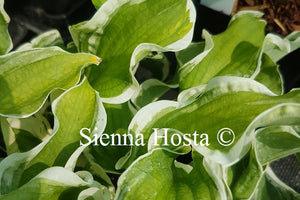 Hosta 'Let's Twist Again'