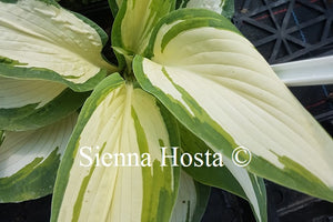 Hosta 'Andrew'