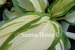 Hosta 'Andrew'