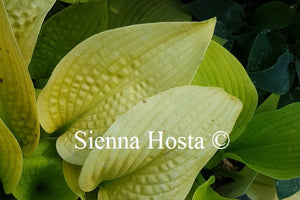 Hosta Bumblebee