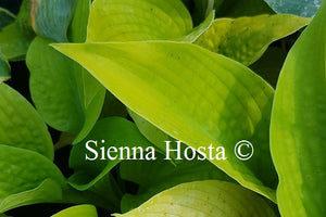 Hosta Bumblebee
