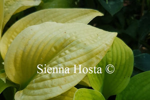 Hosta 'Bumblebee'