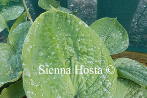 Hosta 'Blue Dolphin'
