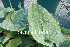 Hosta 'Blue Dolphin'