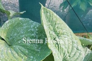 Hosta 'Blue Dolphin'