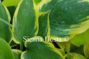 Hosta 'Band of Gold'