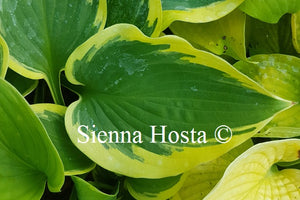 Hosta 'Band of Gold'