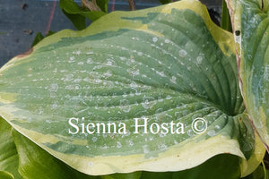 Hosta 'Cinderella'