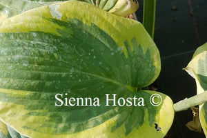 Hosta 'Cinderella'