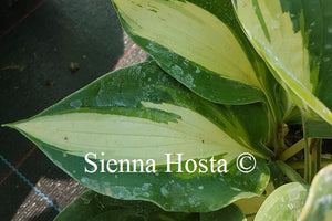 Hosta 'Chain Lightning'