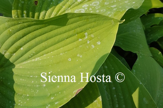 Hosta 'Coal Miner'
