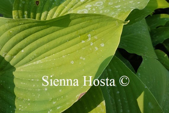 Hosta 'Coal Miner'