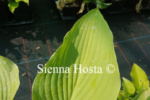 Hosta 'Coal Miner'