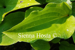 Hosta 'Chopsticks' 