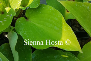 Hosta 'Chopsticks' 