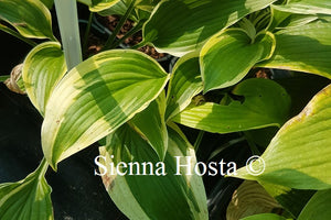 Hosta Exotic Presentation