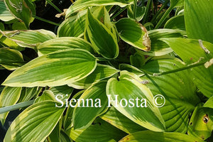 Hosta Exotic Presentation