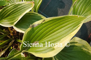 Hosta Exotic Presentation