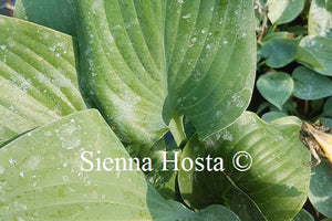 Hosta Dewed Steel